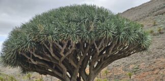El Ayuntamiento de Alajeró con la Cátedra Jardín Botánico Wolfredo Wildpret activó un plan para la conservación del Drago de Agalán