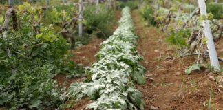 El Cabildo mantiene abierto el plazo para acogerse a las ayudas extraordinarias del sector primario