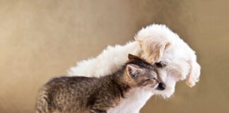 10 consejos infalibles para hacer fotografía de mascotas