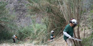 El Cabildo avanza en los trabajos de eliminación de caña común en los barrancos de Hermigua y Valle Gran Rey