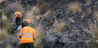 El Cabildo de La Gomera ejecuta más de un centenar de actuaciones para el control del rabo de gato