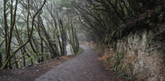 El Cabildo aprueba el proyecto de mejora paisajística y accesibilidad del acceso El Cedro – Las Mimbreras