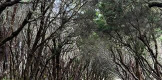 Dos blogueros checos visitan La Gomera como etapa final del recorrido GR-131 por las Islas Canarias