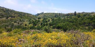 Llega el verano a Garajonay