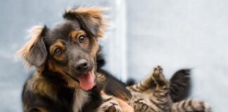 ¿Qué es la cremación ecológica de mascotas y por qué elegirla?