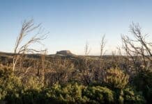 El Cabildo baja al grado 1 de medidas preventivas aplicadas por riesgo de incendios forestales