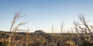 El Cabildo baja al grado 1 de medidas preventivas aplicadas por riesgo de incendios forestales