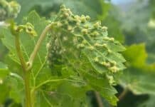 El Cabildo de La Gomera y el Consejo Regulador llevan a cabo una campaña informativa ante la filoxera