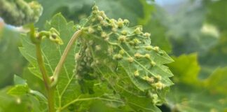 El Cabildo de La Gomera y el Consejo Regulador llevan a cabo una campaña informativa ante la filoxera