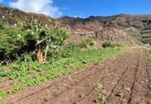 El Cabildo adjudica 29 huertos sociales y refuerza su apuesta por el uso sostenible del suelo agrícola