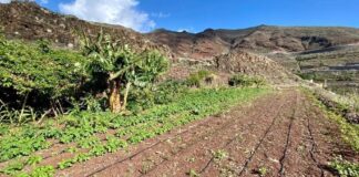 El Cabildo adjudica 29 huertos sociales y refuerza su apuesta por el uso sostenible del suelo agrícola