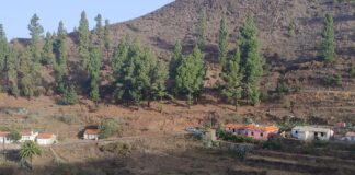 El Cabildo lleva a cabo trabajos de refuerzo contra incendios en núcleos poblacionales de las medianías