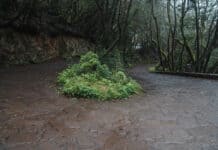 El Cabildo adjudica los trabajos de accesibilidad y mejora paisajística de Las Mimbreras con una inversión de 1,8 millones de euros