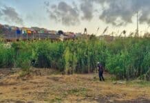 La Gomera avanza en la adecuación de cauces y limpieza de infraestructuras hidráulicas