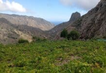 El Cabildo de La Gomera convoca una reunión con el sector vitivinícola y bodeguero para abordar la actualidad de la filoxera