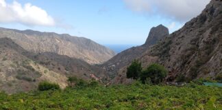 El Cabildo de La Gomera convoca una reunión con el sector vitivinícola y bodeguero para abordar la actualidad de la filoxera