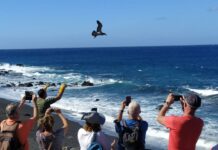 El Cabildo refuerza la campaña de la pardela cenicienta para reducir el impacto lumínico en zonas costeras