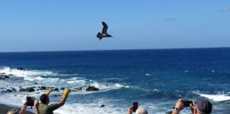 El Cabildo refuerza la campaña de la pardela cenicienta para reducir el impacto lumínico en zonas costeras