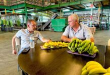 Cupalma y Grupo Orsero se unen para impulsar la exportación de plátano de Canarias IGP en Europa