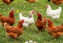 El aumento del riesgo de gripe aviar en España obliga a prohibir la cría de aves de corral al aire libre a partir del lunes