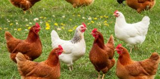 El aumento del riesgo de gripe aviar en España obliga a prohibir la cría de aves de corral al aire libre a partir del lunes