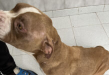 Los veterinarios alertan de la posible presencia de leishmaniosis autóctona en Canarias y llaman a reforzar la vigilancia sanitaria