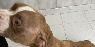 Los veterinarios alertan de la posible presencia de leishmaniosis autóctona en Canarias y llaman a reforzar la vigilancia sanitaria