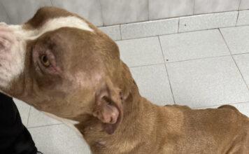 Los veterinarios alertan de la posible presencia de leishmaniosis autóctona en Canarias y llaman a reforzar la vigilancia sanitaria