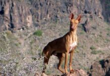 El Cabildo aprueba la apertura de los campos de adiestramiento y entrenamiento para la temporada en La Gomera