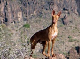 El Cabildo aprueba la apertura de los campos de adiestramiento y entrenamiento para la temporada en La Gomera