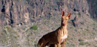 El Cabildo aprueba la apertura de los campos de adiestramiento y entrenamiento para la temporada en La Gomera