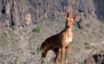 El Cabildo aprueba la apertura de los campos de adiestramiento y entrenamiento para la temporada en La Gomera