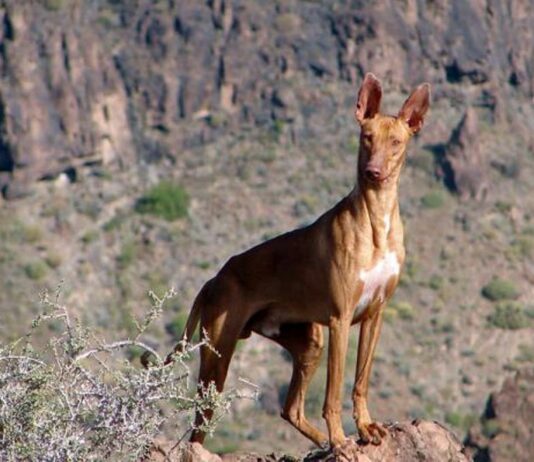 El Cabildo aprueba la apertura de los campos de adiestramiento y entrenamiento para la temporada en La Gomera