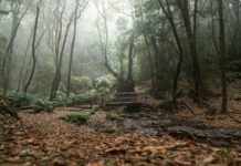 El Cabildo de La Gomera avanza en la elaboración del Plan de Acción Climática