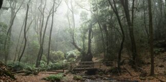 El Cabildo de La Gomera avanza en la elaboración del Plan de Acción Climática