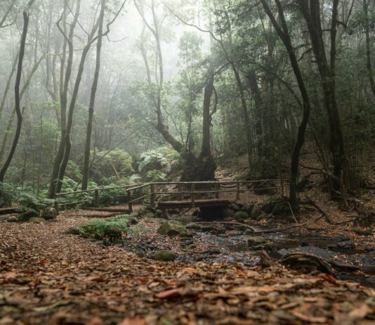 El Cabildo de La Gomera avanza en la elaboración del Plan de Acción Climática