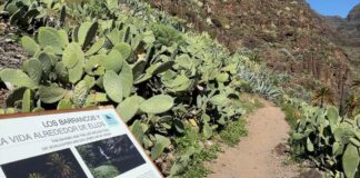 El Cabildo culmina los trabajos de conservación del sendero El Guro – Salto del Agua en Valle Gran Rey