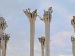 El Grupo Vocal Reyes Bartlet lleva a La Gomera su visión de la polifonía en el XX Festival de Música Religiosa de Canarias