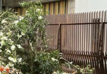 El Grupo Socialista reitera la necesidad de un plan de renaturalización que excluya tajantemente la tala de árboles