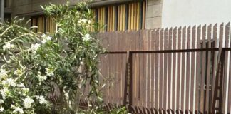 El Grupo Socialista reitera la necesidad de un plan de renaturalización que excluya tajantemente la tala de árboles