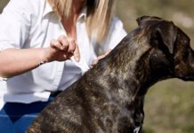 Importancia del desparasitante para perros en todas las etapas de vida