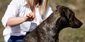 Importancia del desparasitante para perros en todas las etapas de vida