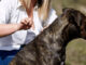 Importancia del desparasitante para perros en todas las etapas de vida