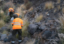 El Cabildo supera los dos millones de inversión en actuaciones para el control de especies exóticas en La Gomera