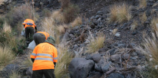 El Cabildo supera los dos millones de inversión en actuaciones para el control de especies exóticas en La Gomera