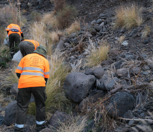 El Cabildo supera los dos millones de inversión en actuaciones para el control de especies exóticas en La Gomera