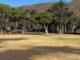 Iniciativa por La Gomera (IxLG) reclama un plan de choque urgente para revertir el grave deterioro del Parque de la Torre del Conde