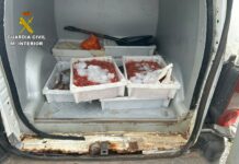La Guardia Civil interviene en La Gomera más de 28 kg de pescado y marisco transportados en un vehículo de forma irregular
