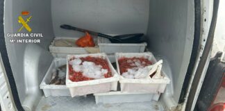La Guardia Civil interviene en La Gomera más de 28 kg de pescado y marisco transportados en un vehículo de forma irregular