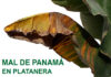 La Gomera acoge charlas informativas para prevenir la plaga del mal de Panamá en las plataneras
